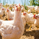 Illustration for article titled CDC warns against snuggling, cuddling, or smooching your precious chickens
